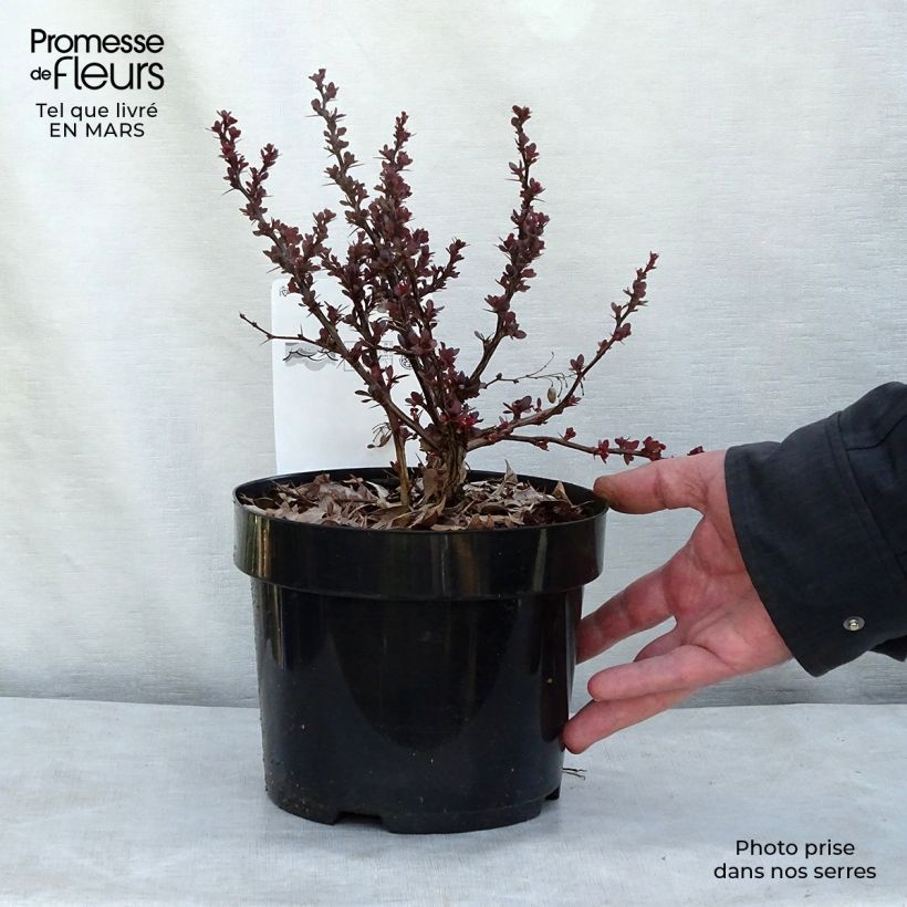 Exemplaar van Berberis thunbergii Atropurpurea Nana - Japanse berberis Pot van 2 l/3 l zoals geleverd in de lente