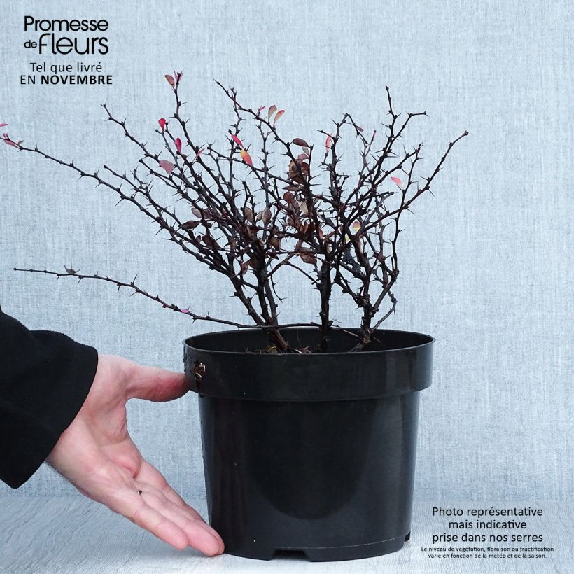 Exemplaar van Berberis thunbergii Atropurpurea Nana - Japanse berberis Pot van 2 l/3 l zoals geleverd in de herfst