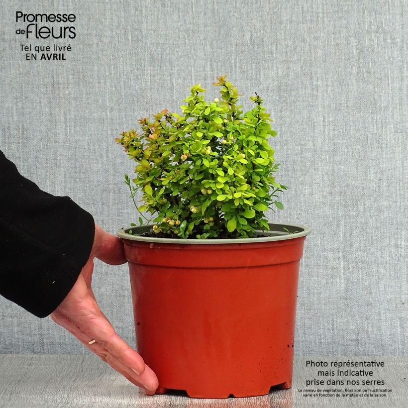 Exemplaar van Berberis thunbergii Bonanza Gold - Japanse berberis Pot van 2 l/3 l zoals geleverd in de lente
