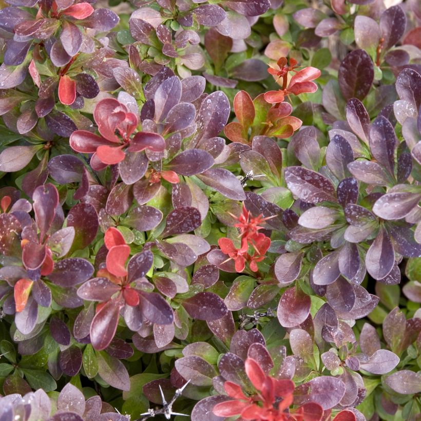 Berberis thunbergii Cabernet - Japanse berberis (Blad)