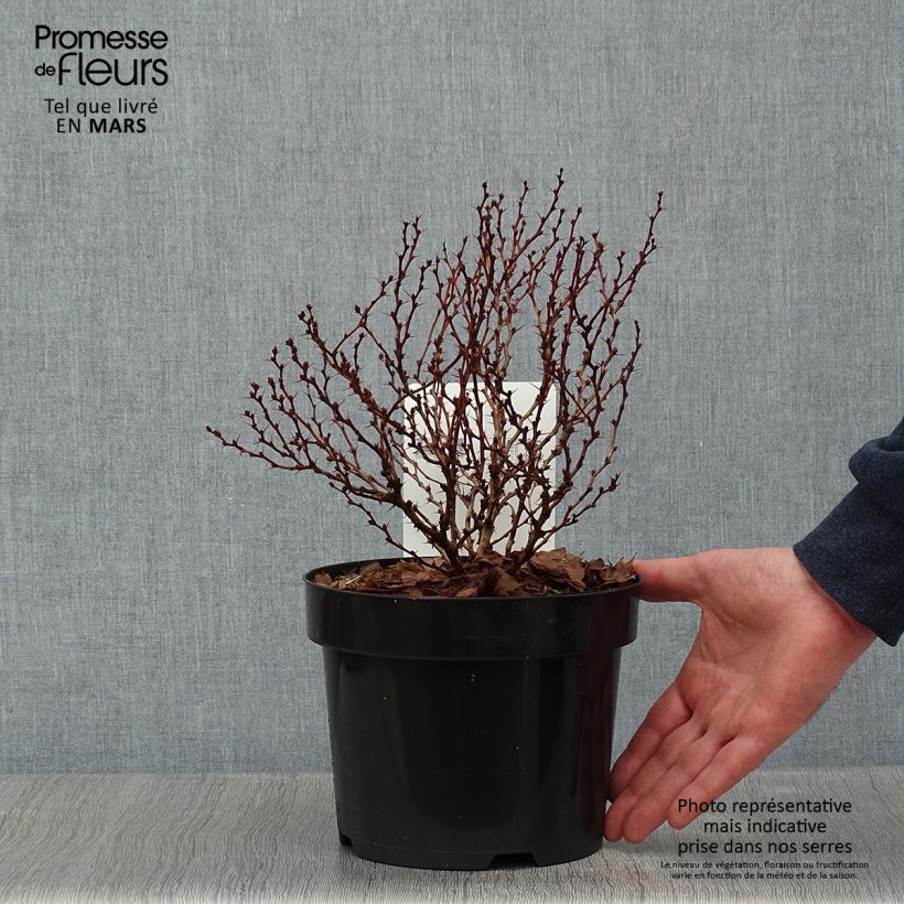 Example of Berberis thunbergii Concorde - Épine-vinette Pot van 2 l/3 l as you get in hiver