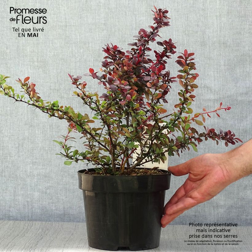 Exemplaar van Berberis thunbergii Darts Red Lady - Japanse berberis Pot van 2 l/3 l zoals geleverd in de lente