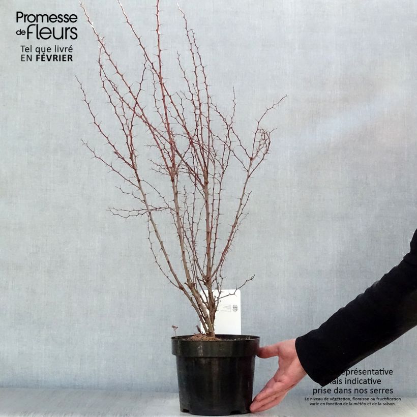 Example of Berberis thunbergii - Epine-vinette de Thunberg  Pot van 2 l/3 l as you get in hiver
