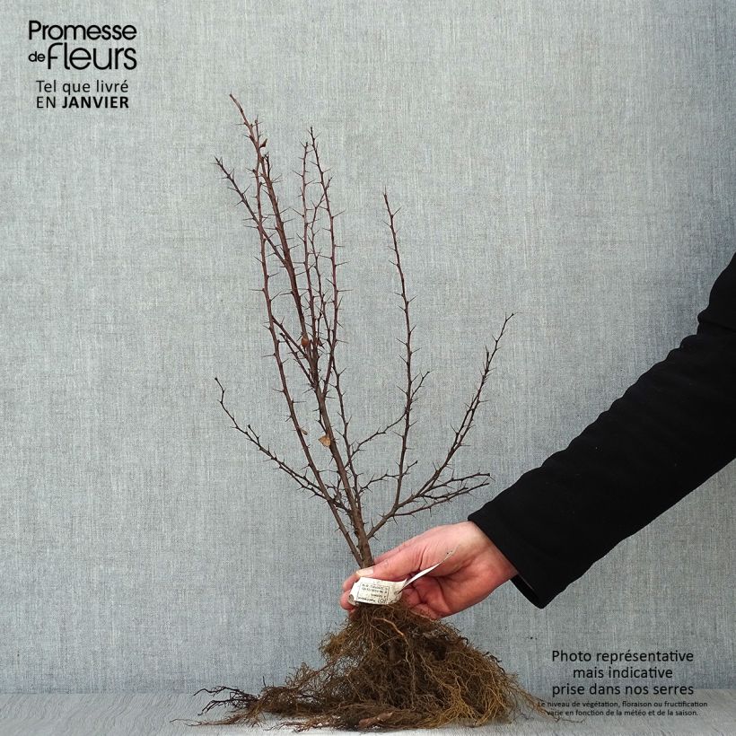 Example of Berberis thunbergii - Epine-vinette de Thunberg  Naakte wortel as you get in hiver