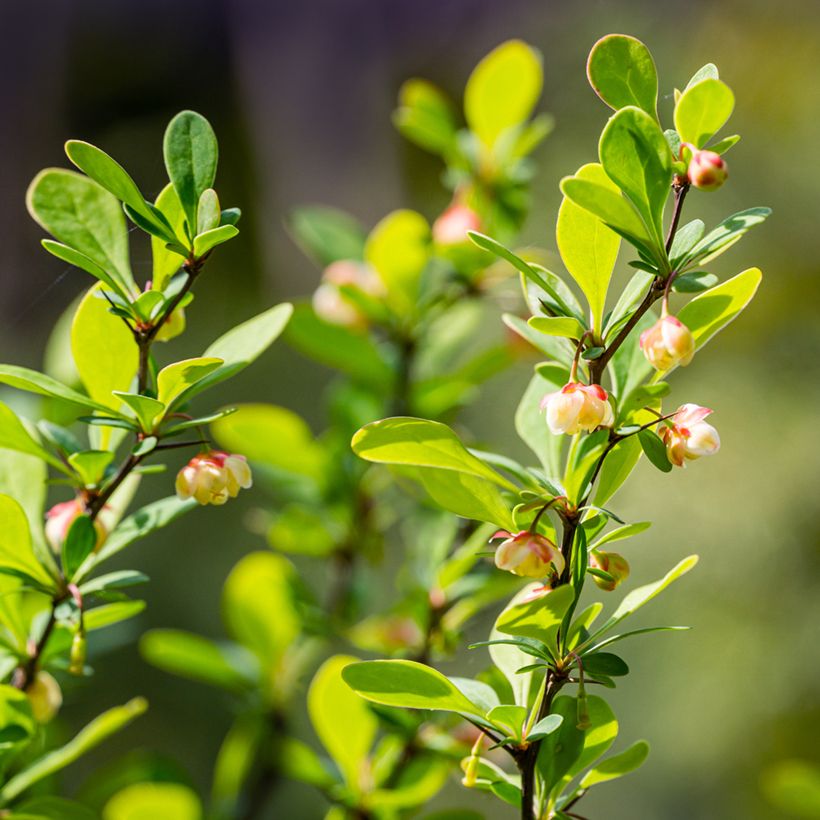 Berberis thunbergii Erecta - Japanse berberis (Bloei)