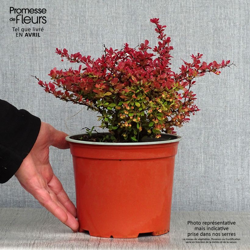Exemplaar van Berberis thunbergii Fireball - Japanse berberis Pot van 2 l/3 l zoals geleverd in de lente