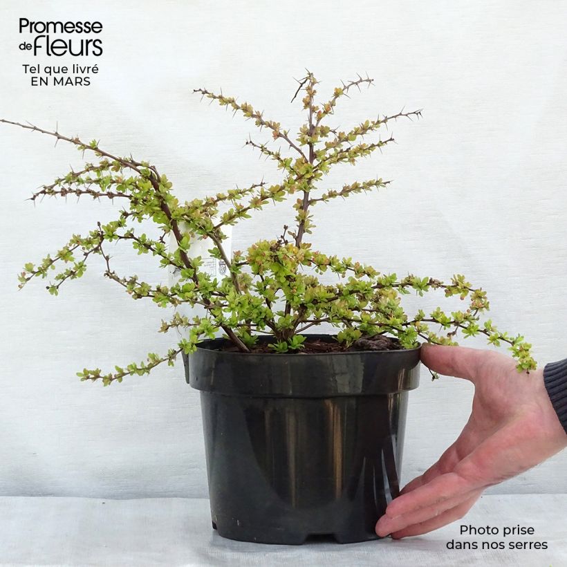 Exemplaar van Berberis thunbergii Golden Carpet - Japanse berberis Pot van 3 l/4 l zoals geleverd in de lente