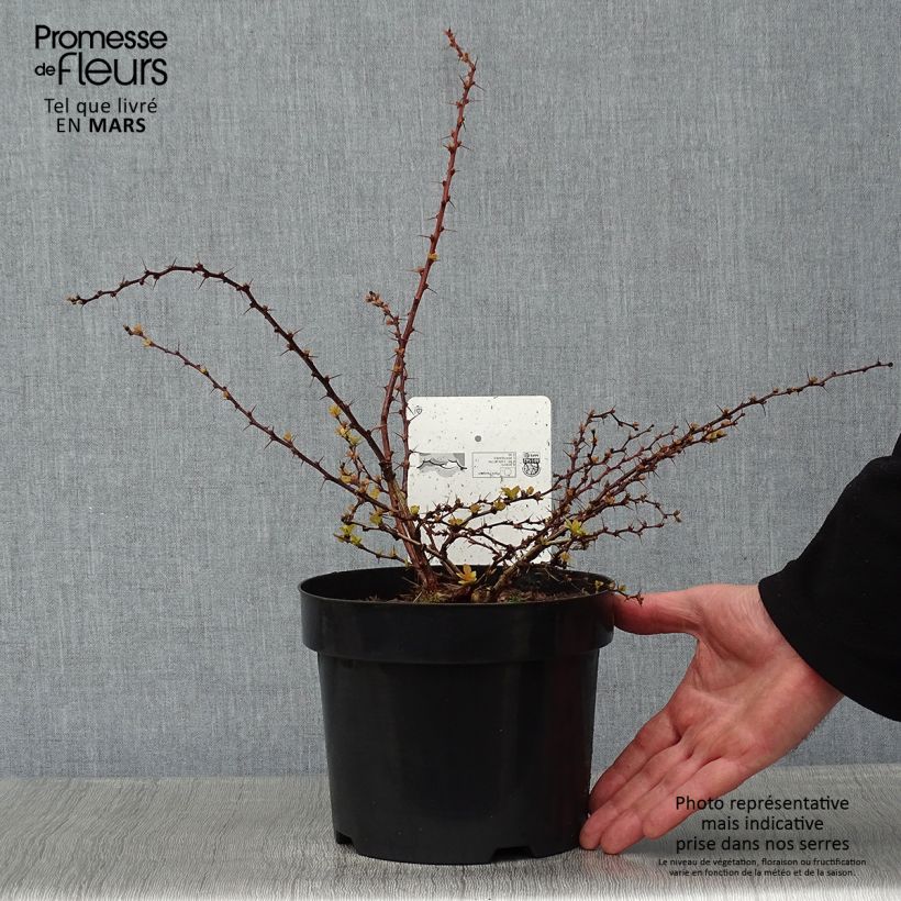 Example of Berberis thunbergii Golden Carpet - Epine-vinette Pot van 3 l/4 l as you get in hiver