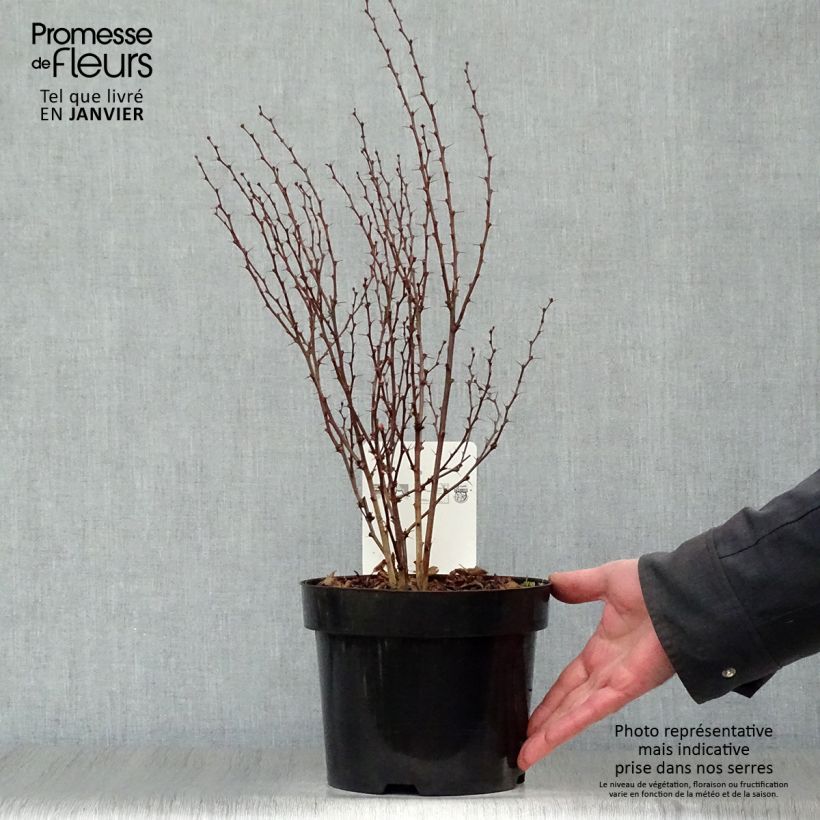 Example of Berberis thunbergii Golden Rocket - Epine-vinette  Pot van 2 l/3 l as you get in hiver