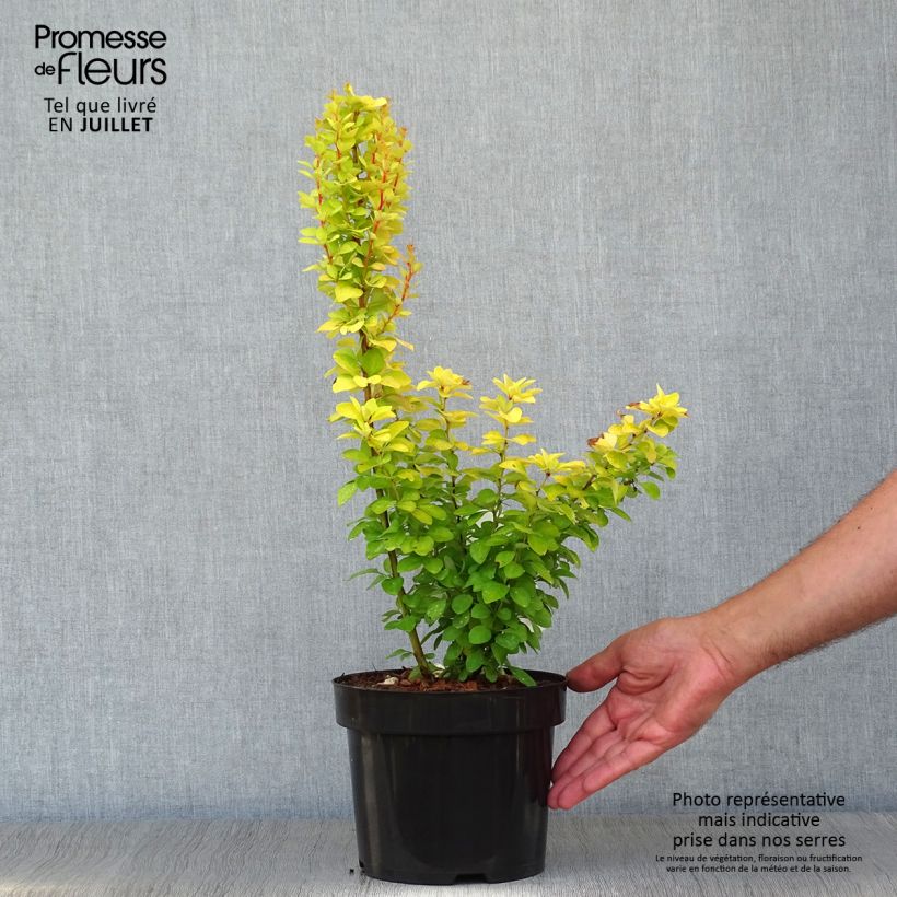 Exemplaar van Berberis thunbergii Golden Rocket - Japanse berberis Pot van 2 l/3 l zoals geleverd in de zomer