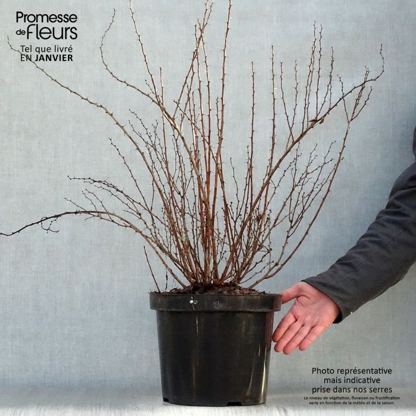 Example of Berberis thunbergii Golden Rocket - Epine-vinette  Pot van 7,5 l/10 l as you get in hiver