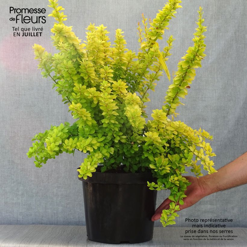 Exemplaar van Berberis thunbergii Golden Rocket - Japanse berberis Pot van 7,5 l/10 l zoals geleverd in de zomer