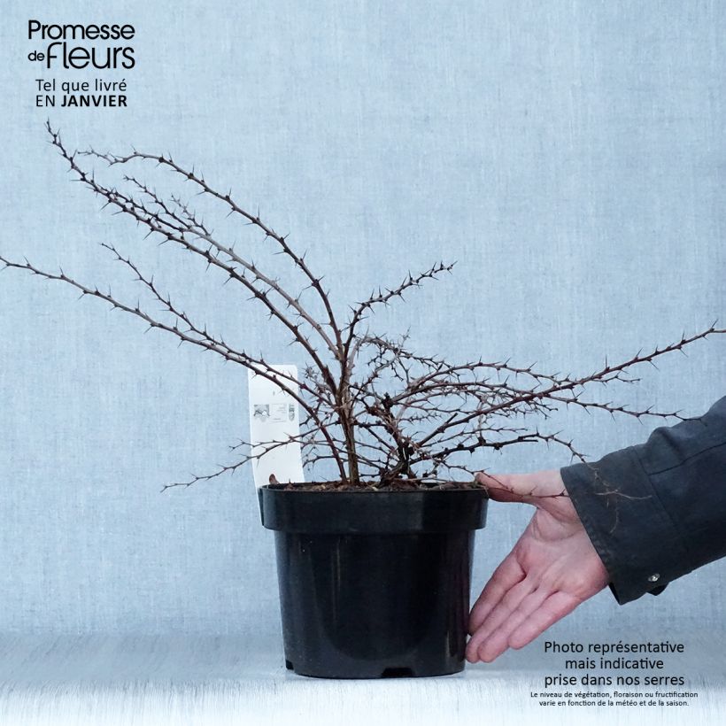 Example of Berberis thunbergii Green Carpet - Epine-vinette Pot van 3 l/4 l as you get in hiver