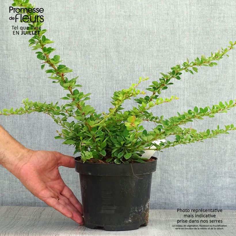 Exemplaar van Berberis thunbergii Green Carpet - Japanse berberis Pot van 3 l/4 l zoals geleverd in de zomer