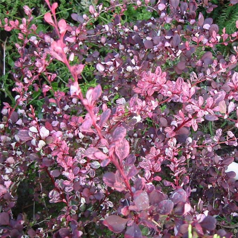 Berberis thunbergii Harlequin - Japanse berberis (Foliage)