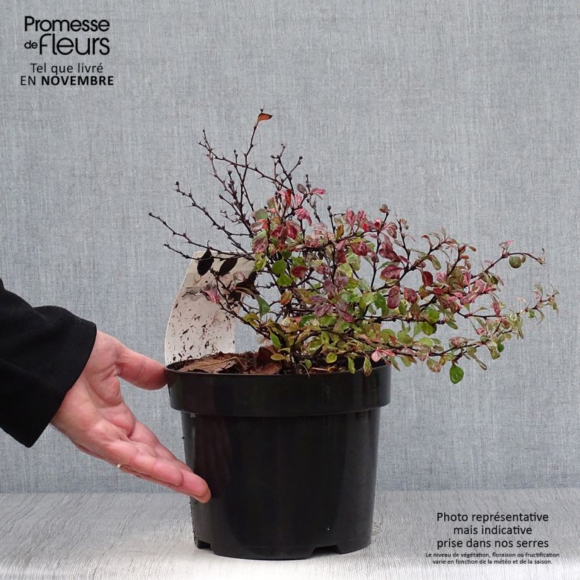 Exemplaar van Berberis thunbergii Inspiration - Japanse berberis Pot van 2 l/3 l zoals geleverd in de herfst