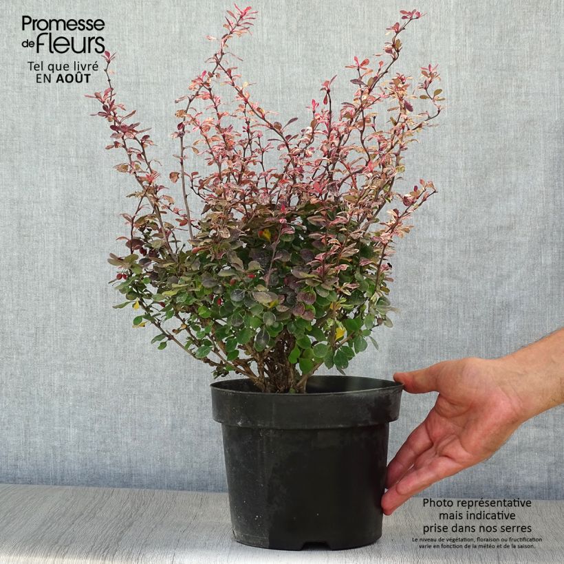 Exemplaar van Berberis thunbergii Inspiration - Japanse berberis Pot van 2 l/3 l zoals geleverd in de zomer