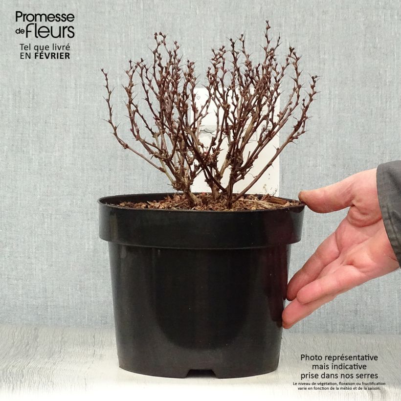 Example of Berberis thunbergii Inspiration - Épine-vinette Pot van 2 l/3 l as you get in hiver