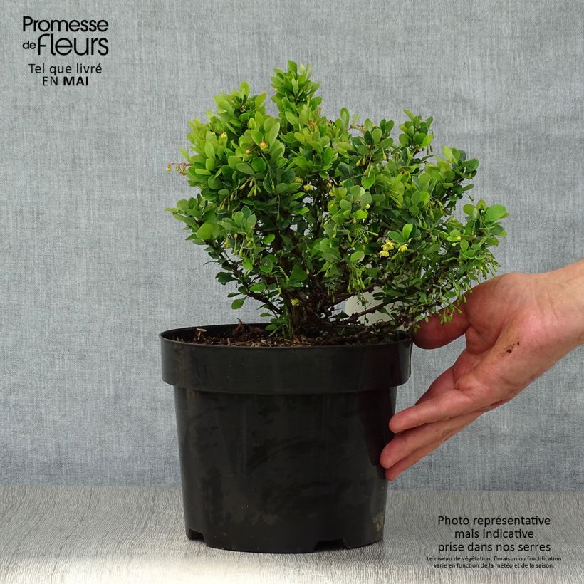 Exemplaar van Berberis thunbergii Kobold - Japanse berberis Pot van 2 l/3 l zoals geleverd in de lente