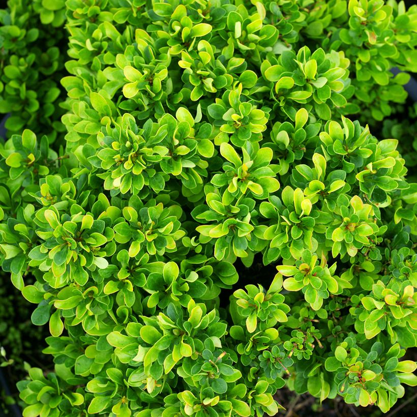 Berberis thunbergii Kobold - Japanse berberis (Blad)