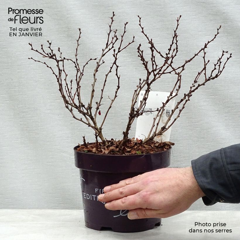 Example of Berberis thunbergii Limoncello - Epine-vinette Pot van 3 l/4 l as you get in hiver
