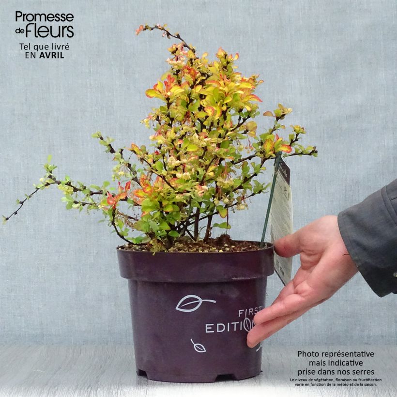Exemplaar van Berberis thunbergii Limoncello - Japanse berberis Pot van 3 l/4 l zoals geleverd in de lente