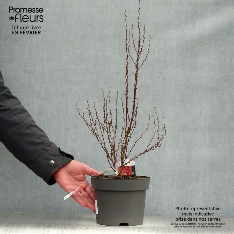 Example of Berberis thunbergii Maria - Japanse berberis Pot van 2 l/3 l as you get in hiver