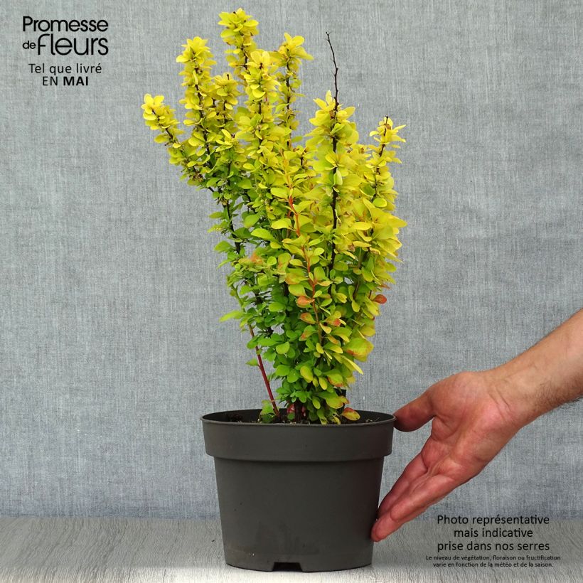 Exemplaar van Berberis thunbergii Maria - Japanse berberis Pot van 2 l/3 l zoals geleverd in de lente