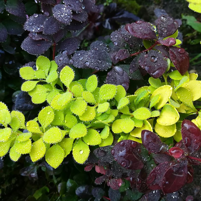 Berberis thunbergii Maria - Japanse berberis (Blad)