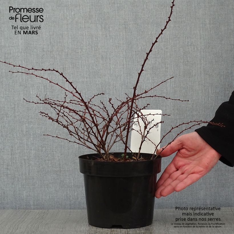 Example of Berberis thunbergii Natasza Pot van 2 l/3 l as you get in hiver