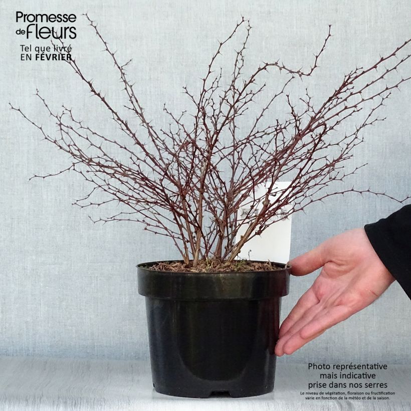 Example of Berberis thunbergii Orange Dream Pot van 2 l/3 l as you get in hiver