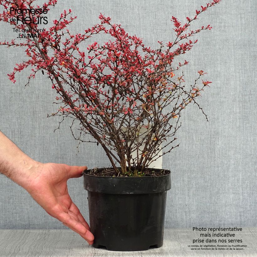 Exemplaar van Berberis thunbergii Orange Dream - Japanse berberis Pot van 2 l/3 l zoals geleverd in de lente