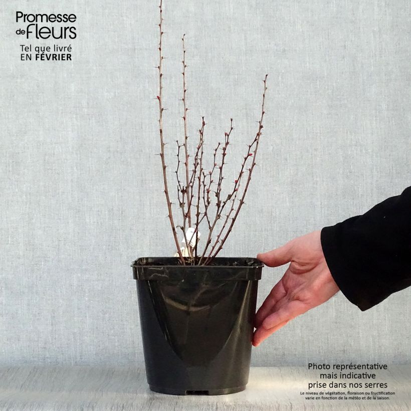Example of Berberis thunbergii Orange Rocket - Japanse berberis Pot van 3 l/4 l as you get in hiver