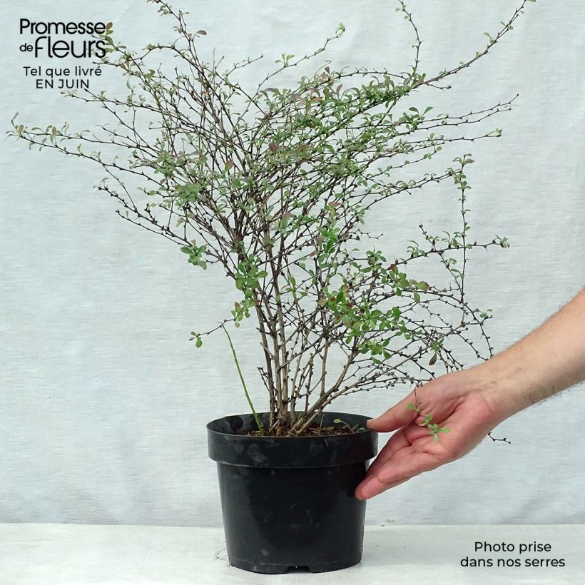 Exemplaar van Berberis thunbergii Red Dream - Japanse berberis Pot van 3 l/4 l zoals geleverd in de zomer