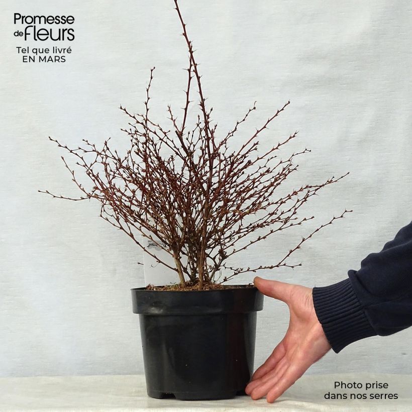 Exemplaar van Berberis thunbergii Red Dream - Japanse berberis Pot van 3 l/4 l zoals geleverd in de lente
