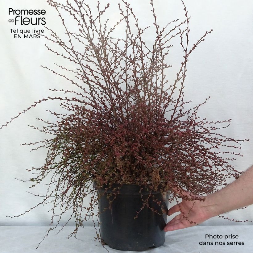 Example of Berberis thunbergii Red Dream - Epine-vinette Pot van 7,5 l/10 l as you get in hiver