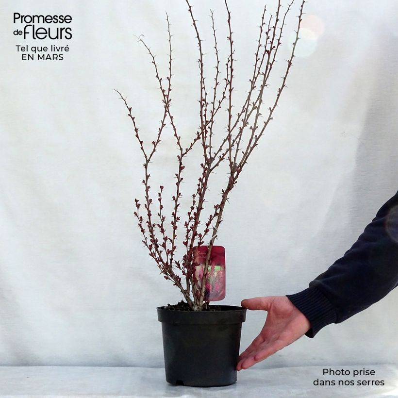 Exemplaar van Berberis thunbergii Red Rocket - Japanse berberis Pot van 2 l/3 l zoals geleverd in de lente