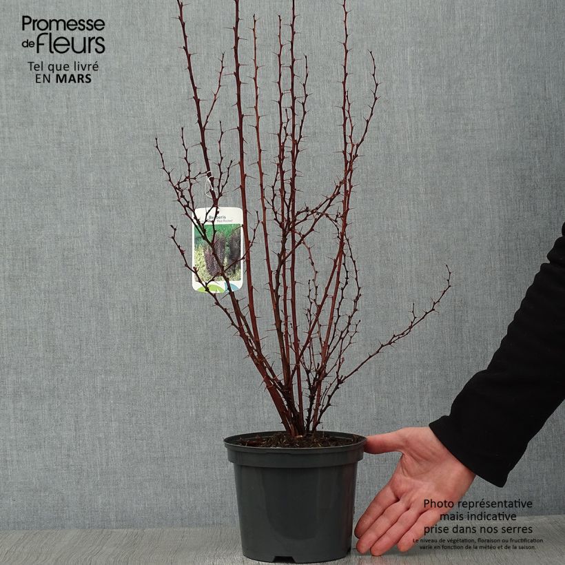 Example of Beberis thunbergii Red Rocket - Epine-vinette Pot van 2 l/3 l as you get in hiver