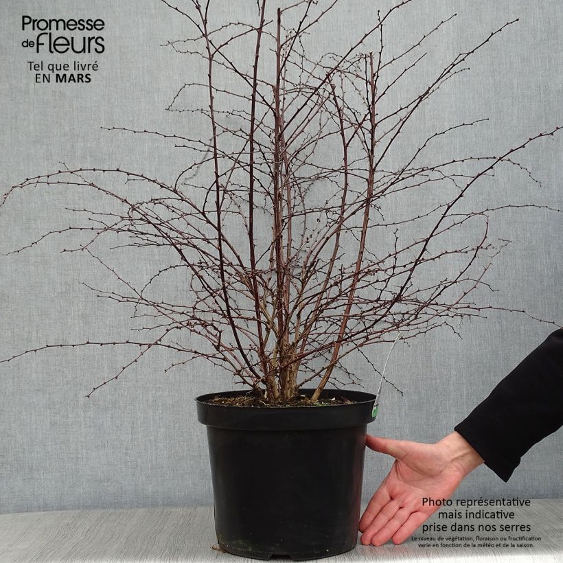 Example of Berberis thunbergii Rosy Glow Pot van 7,5 l/10 l as you get in hiver