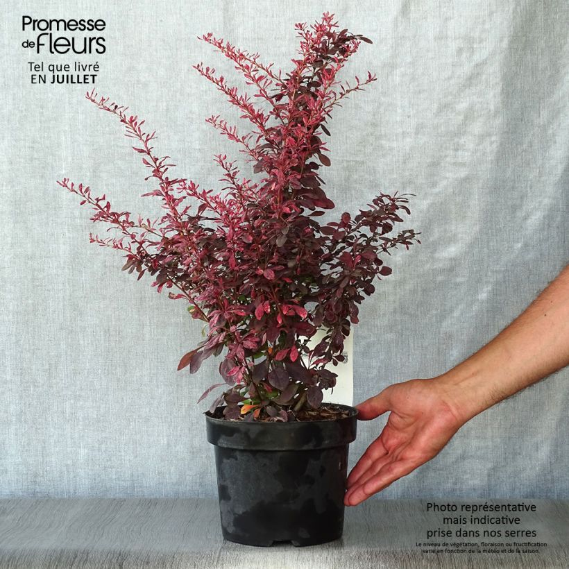 Exemplaar van Berberis thunbergii Rosy Glow - Japanse berberis Pot van 2 l/3 l zoals geleverd in de zomer
