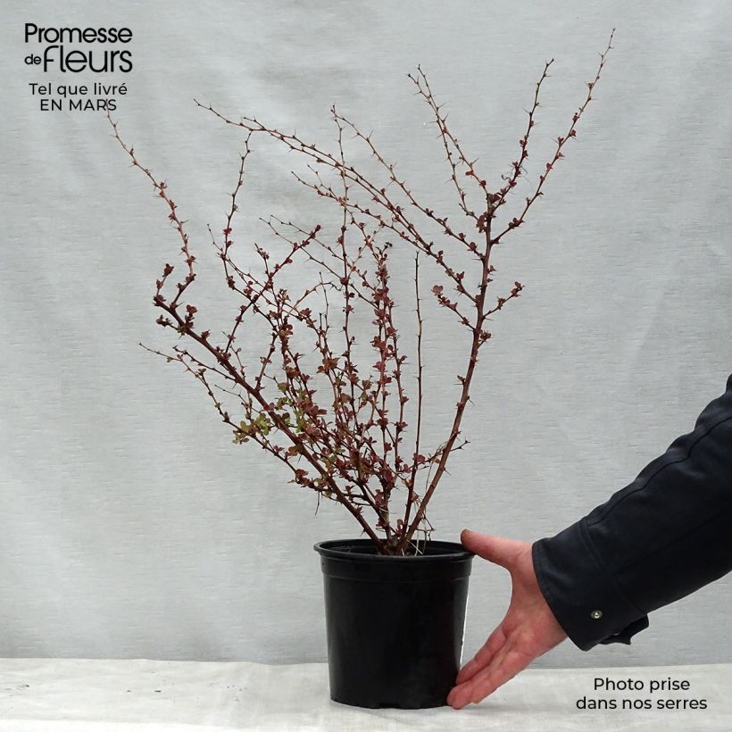 Exemplaar van Berberis thunbergii Rosy Glow - Japanse berberis Pot van 2 l/3 l zoals geleverd in de lente