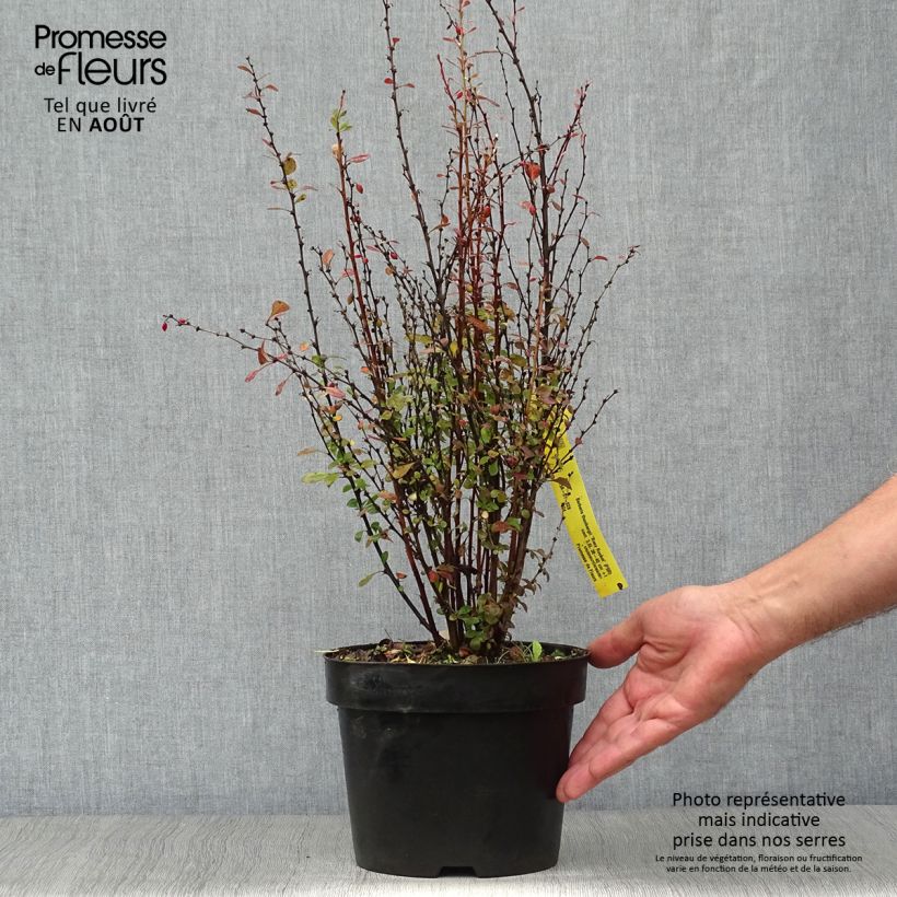 Exemplaar van Berberis thunbergii Rosy Rocket - Japanse berberis Pot van 2 l/3 l zoals geleverd in de zomer