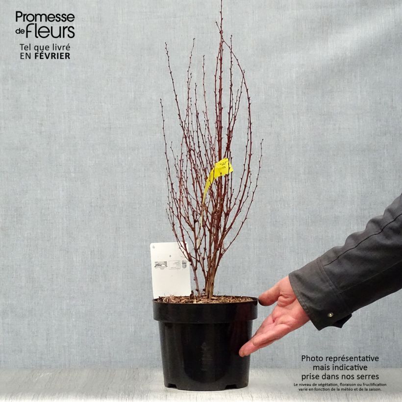 Example of Berberis thunbergii Rosy Rocket - Japanse berberis Pot van 2 l/3 l as you get in hiver