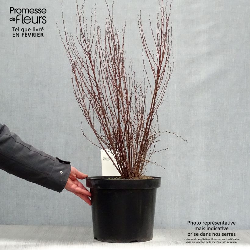 Example of Berberis thunbergii Rosy Rocket - Japanse berberis Pot van 7,5 l/10 l as you get in hiver
