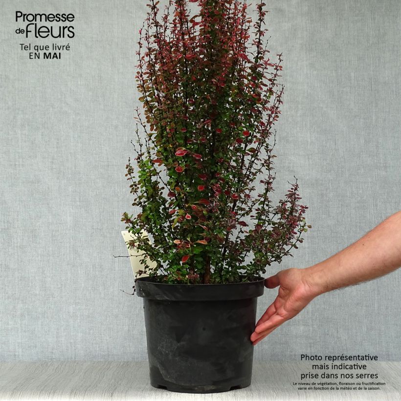 Exemplaar van Berberis thunbergii Rosy Rocket - Japanse berberis Pot van 7,5 l/10 l zoals geleverd in de lente