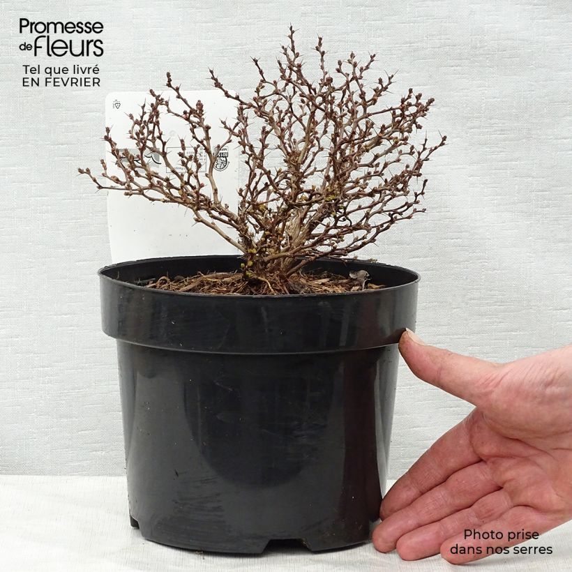 Example of Berberis thunbergii Tiny Gold - Japanse berberis Pot van 2 l/3 l as you get in hiver