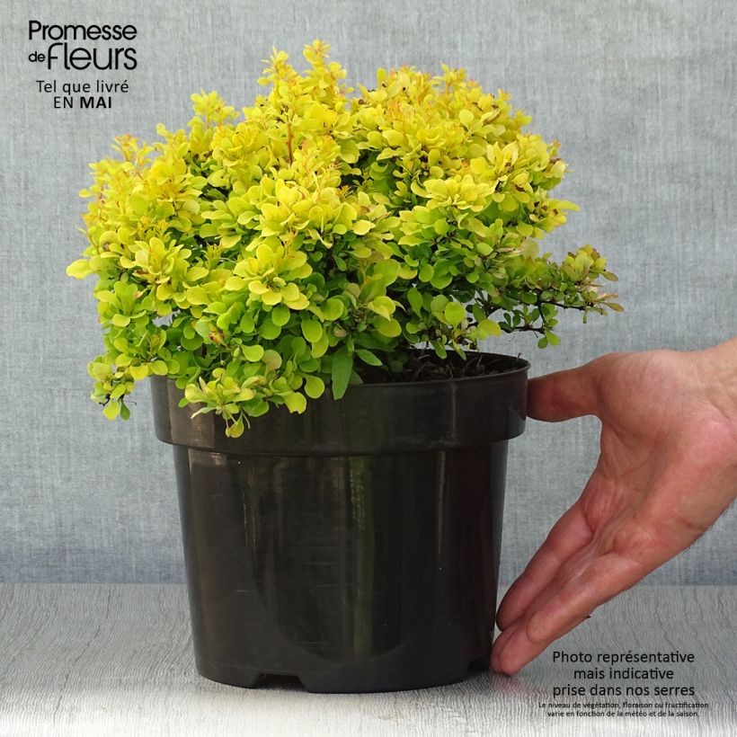 Exemplaar van Berberis thunbergii Tiny Gold - Japanse berberis Pot van 2 l/3 l zoals geleverd in de lente