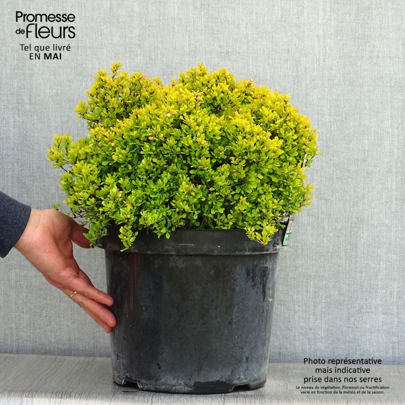 Exemplaar van Berberis thunbergii Tiny Gold - Japanse berberis Pot van 7,5 l/10 l zoals geleverd in de lente