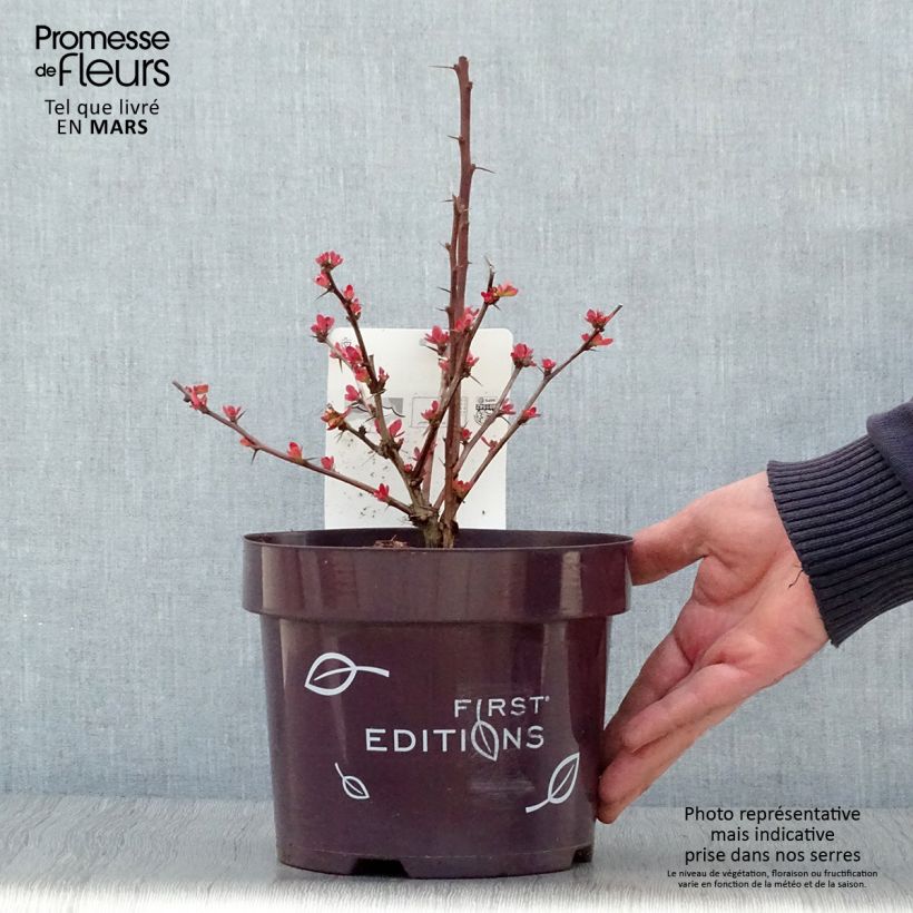 Exemplaar van Berberis thunbergii Toscana - Japanse berberis Pot van 2 l/3 l zoals geleverd in de lente