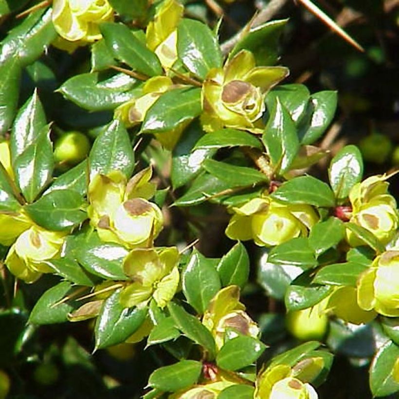 Berberis verrucosa - Zuurbes (Flowering)
